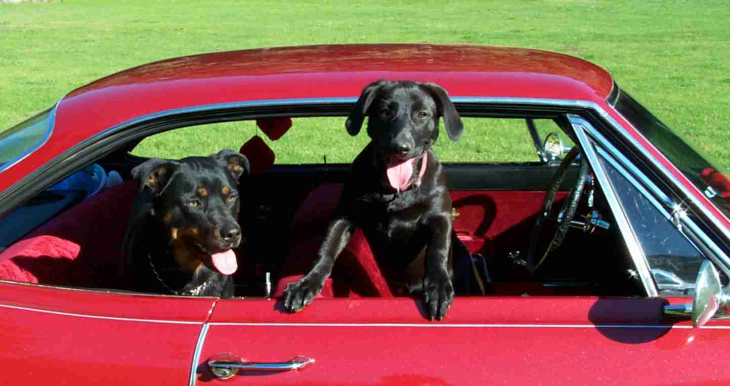 Rocki and Lola, cruisin'